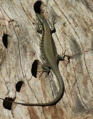 Phoenicolacerta laevis