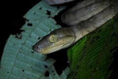 Corallus hortulana