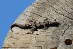 Mediodactylus orientalis