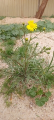 Senecio glaucus