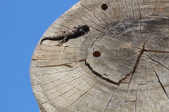 Mediodactylus orientalis