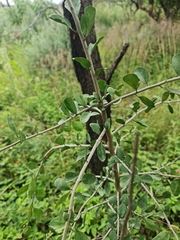 Ehretia rigida