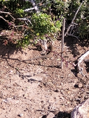 Psammodromus edwarsianus