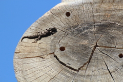 Mediodactylus orientalis