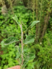 Ehretia rigida