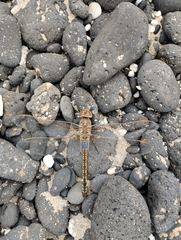 Anax ephippiger