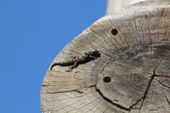 Mediodactylus orientalis