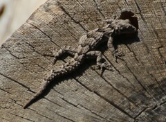 Mediodactylus orientalis