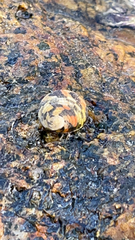 Nerita versicolor