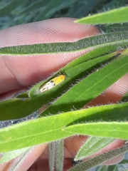 Stathmopoda auriferella