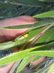 Stathmopoda auriferella