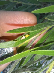 Stathmopoda auriferella
