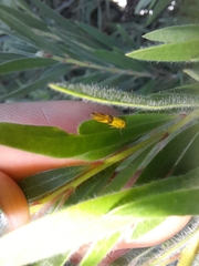 Stathmopoda auriferella