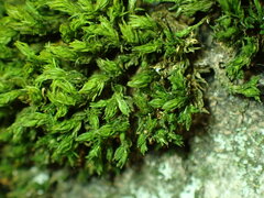 Lewinskya