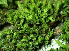 Lewinskya
