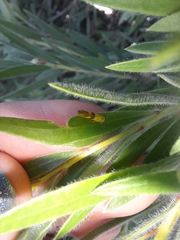 Stathmopoda auriferella