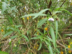 Solanum aviculare