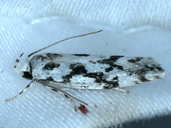 Lichenaula calligrapha