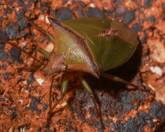 Cuspicona angustizona