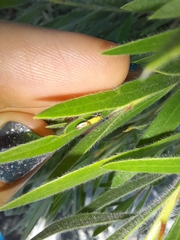 Stathmopoda auriferella
