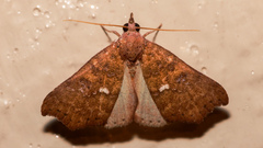 Axiocteta oenoplex