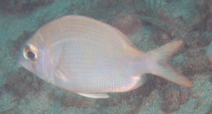 Gymnocranius griseus