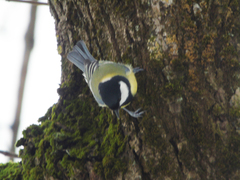 Parus major