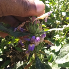 Hygrophila auriculata