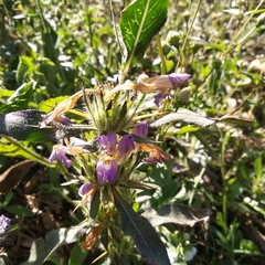 Hygrophila auriculata