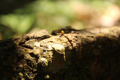 Crematogaster clariventrisCrematogaster clariventris