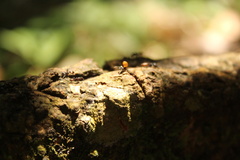 Crematogaster clariventris