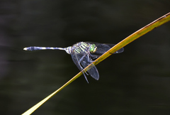 Orthetrum serapia
