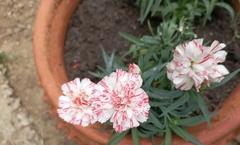 Dianthus caryophyllus