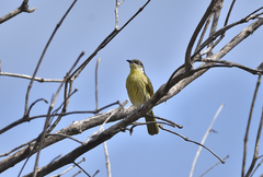 Gavicalis versicolor
