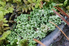 Cladonia caespiticia
