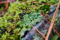 Cladonia caespiticia