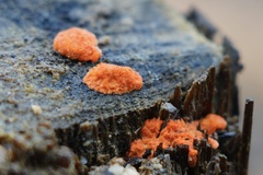 Tubifera ferruginosa