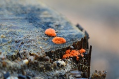 Tubifera ferruginosa