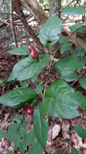 Mostuea brunonis
