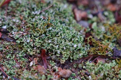 Cladonia subcariosa