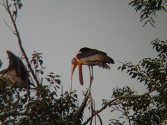 Leptoptilos dubius