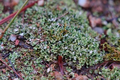 Cladonia subcariosa