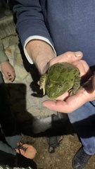 Hoplobatrachus occipitalis