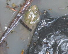 Euphlyctis cyanophlyctis