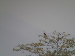 Leptoptilos javanicus