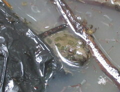 Euphlyctis cyanophlyctis