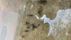 Xenopus borealis