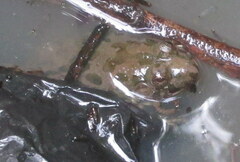 Euphlyctis cyanophlyctis