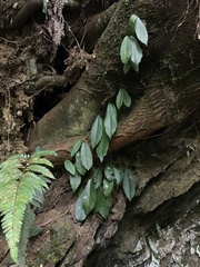 Hydrangea viburnoides