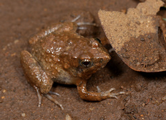 Phrynobatrachus natalensis